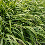 Hakonechloa Japanese Forest Grass Plant 2.5 Inch Pot Decorative