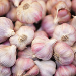 Garlic Bulbs for Planting - Hard Neck Variety - Pack of 4