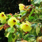 Hibiscus Plant Live - Hardy Tropical Hibiscus Tree 6-8 Inch