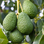 Hass Avocado Tree Live Plant 8-16 Inch Well-Rooted Fruit Tree