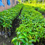 Hass Avocado Tree Live Plant 8-16 Inch Well-Rooted Fruit Tree