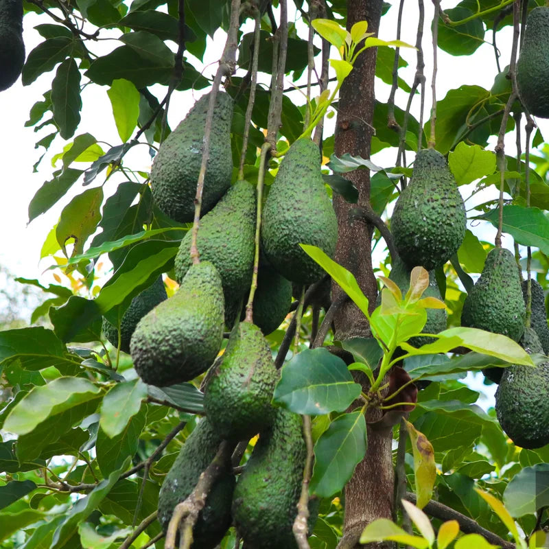 3 Hass Avocado Trees Live Plants - Cold Hardy Variety - 8-12 inch - Potted Tree
