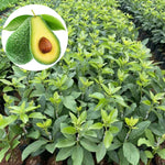 3 Hass Avocado Trees Live Plants - Cold Hardy Variety - 8-12 inch - Potted Tree
