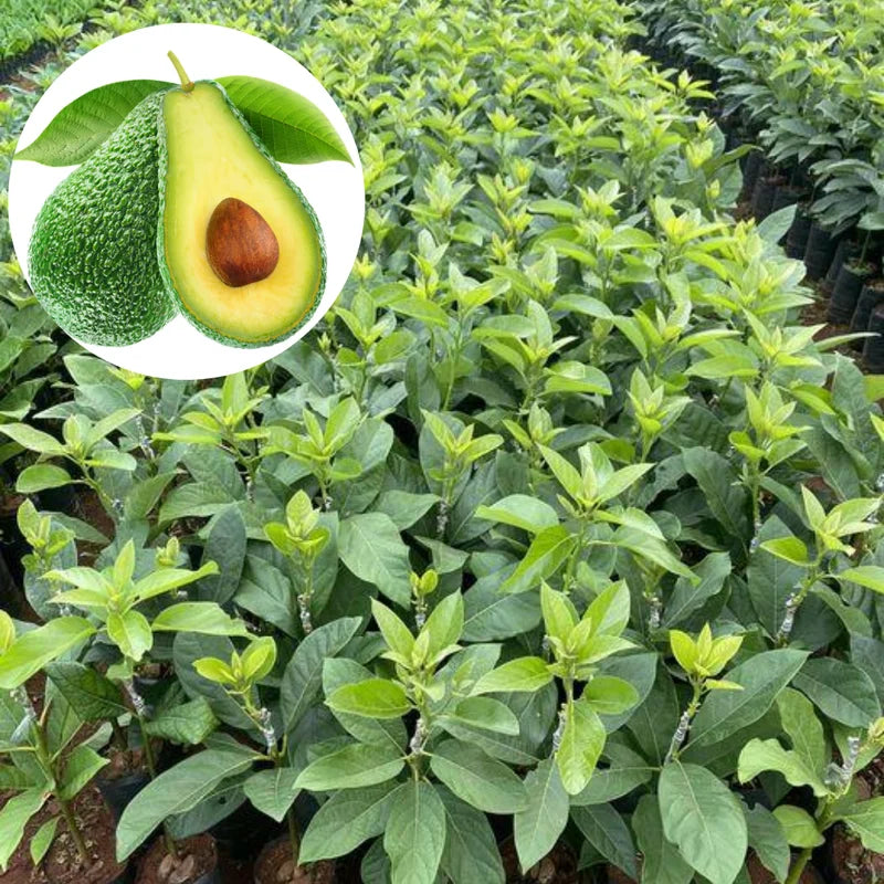 3 Hass Avocado Trees Live Plants - Cold Hardy Variety - 8-12 inch - Potted Tree