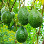 3 Hass Avocado Trees Live Plants - Cold Hardy Variety - 8-12 inch - Potted Tree