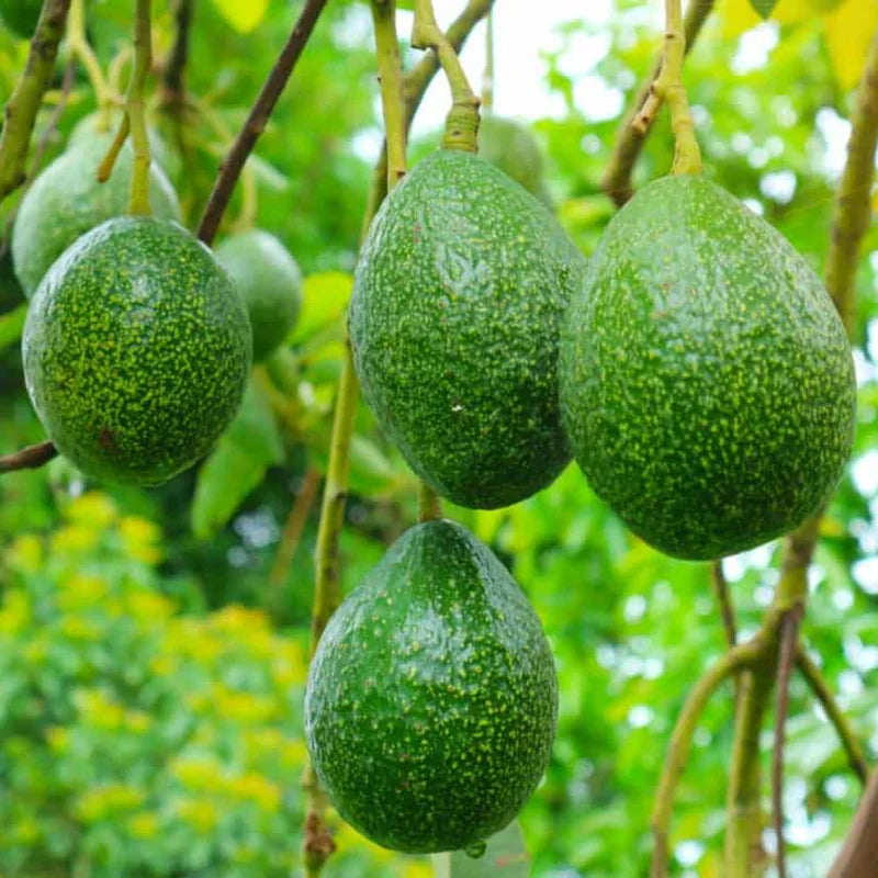 3 Hass Avocado Trees Live Plants - Cold Hardy Variety - 8-12 inch - Potted Tree