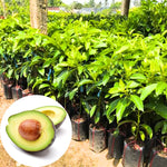 Combo 3 Live Hass Avocado Trees, Hass Avocado Plant Live Tree in Pot, 8 Inc to 16 Inc