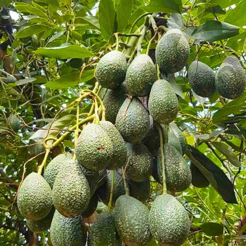 3 Hass Avocado Trees Plants Pack - Live Trees 8-12 Inches - Cold Hardy