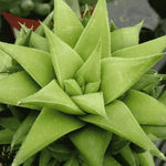 Haworthia Angustifolia Baylissii Succulent Plant 2 Inch Pot Live Indoor Outdoor