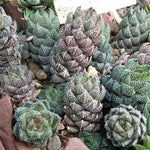 Haworthia Succulent Plant Live - 2 Inch Potted Air Purifier