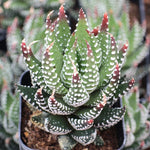 Haworthia Coarctata Succulent Plant - 2 Inch Pot - Live Indoor/Outdoor