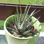 Haworthia Fasciata Cape Town Plant, Aloe House Plant, 4'' Pot, Rare Succulent