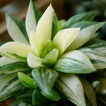 Haworthia Retusa Succulent - 2 Inch Live Plant - Indoor/Outdoor Decor
