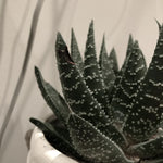 Haworthia Succulent Plant Live - 2 Inch Potted Air Purifier