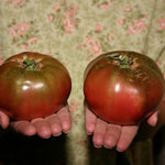 Heirloom Black Tomato Plants - 2 Live Starter Plants - 5-9 Inches Tall - Vegetables - No ship CA