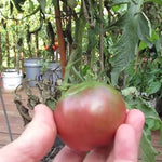 Heirloom Black Tomato Plants - 2 Live Starter Plants - 5-9 Inches Tall - Vegetables - No ship CA