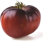 Set 4 Tomato Plants Live for Planting 5-9 Inches Tall Green