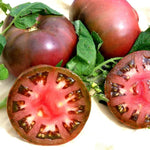 Heirloom Purple Tomato Plant Live 5-9 Inches Tall for Indoor Outdoor