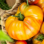Heirloom Tomato Plants - Set of 2 Live Plants 6-10 Inches for Garden - No ship CA