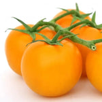 Heirloom Yellow Tomato Plants - 2 Live Starter Plants - Indoor Outdoor