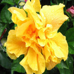 Hibiscus Live Plant - 5-9" Hardy Hibiscus Flowers Plant - Many Types Garden Ready