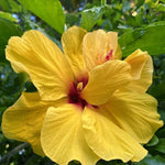 Hibiscus Live Plant - 5-9" Hardy Hibiscus Flowers Plant - Many Types Garden Ready