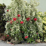Hibiscus Plant - Flowering Shrub - Garden Ready