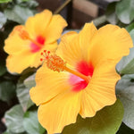 Hibiscus Plant Live - Hardy Tropical Hibiscus Tree 6-8 Inch