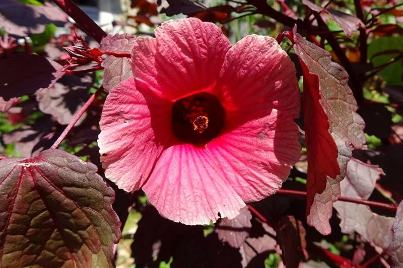 2 Cranberry Hibiscus Live Plants - Pink Hibiscus Starter Plants 4-6 Inches - Outdoor/Indoor