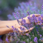 Hidcote Blue Lavender Plants - 2 Pack Herb Plugs - Outdoor/Indoor Edible Bush