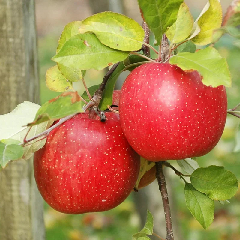 Apple Tree Live Plant Indoor Outdoor 2 to 3 Feet Tall Green