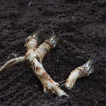 Horseradish Crowns - 2 Live Root Plants - Perennial for Gardening