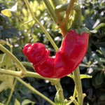 Hot Peter Pepper Plant - 2.5 Inch Vegetable Plant - Unique Chili Pepper