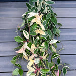 Pack 2 Hoya Carnosa Tricolor Flower Plant - Live Indoor Houseplant - 4 Inch Tall