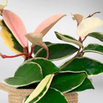Pack 2 Hoya Carnosa Tricolor Flower Plant - Live Indoor Houseplant - 4 Inch Tall
