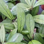 Hoya Crassipetiolata 2 Inch Pot - Live Houseplant Air Purifier