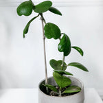 Hoya Kerri Heart Plant - 3-6 Inch Live Potted Plant