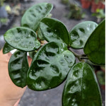 Hoya Krinkle Plant - Live Hoya Carnosa 4 Inch Pot - Indoor Hanging Plant
