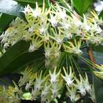 Hoya Multiflora Shooting Star Plant - 4 Inch Pot - Live Houseplant
