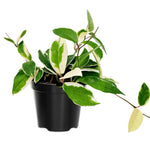 Hoya Plant Live Houseplant - 4 Inch Indoor Ornamental Plant