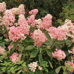 Hydrangea Paniculata Plant - 2.5 Inch Pot - Flowering Shrub