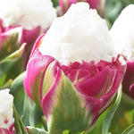 Ice Cream Tulip Bulbs - 15 Pack Fall Planting - Colorful Spring Flowers