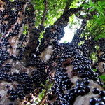 Jaboticaba Plant Live Tree - 1 Feet Tall - Well Rooted Jabutica Fruit Tree