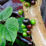 Jaboticaba Tree Live Plant - 10-12 Inch Well-Rooted Jabuticaba Plant for Outdoor Growing