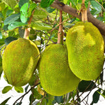Jackfruit Tree Tropical 6-8'' Tall Live Plant Exotic Fruit Tree