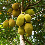 Jackfruit Tree: Tropical Plant Live for Planting - 6-8 Inches