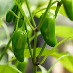 Jalapeno Pepper Plant - 4 Inch Pot - Spicy Vegetable Plant