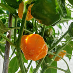 3 Jamaican Yellow Scotch Bonnet Hot Pepper Plants - Vegetable Plant - 75+ DAY OLD SUPER HOT PEPPER PLANTS