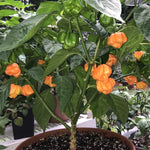 3 Jamaican Yellow Scotch Bonnet Hot Pepper Plants - Vegetable Plant - 75+ DAY OLD SUPER HOT PEPPER PLANTS