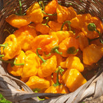 3 Jamaican Yellow Scotch Bonnet Hot Pepper Plants - Vegetable Plant - 75+ DAY OLD SUPER HOT PEPPER PLANTS